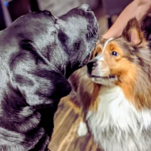 シェルティ犬の方を向いて座っている黒い犬のオリバー。シェルティ犬はオリバーを見ているが、オリバーは別の方向を見ている。