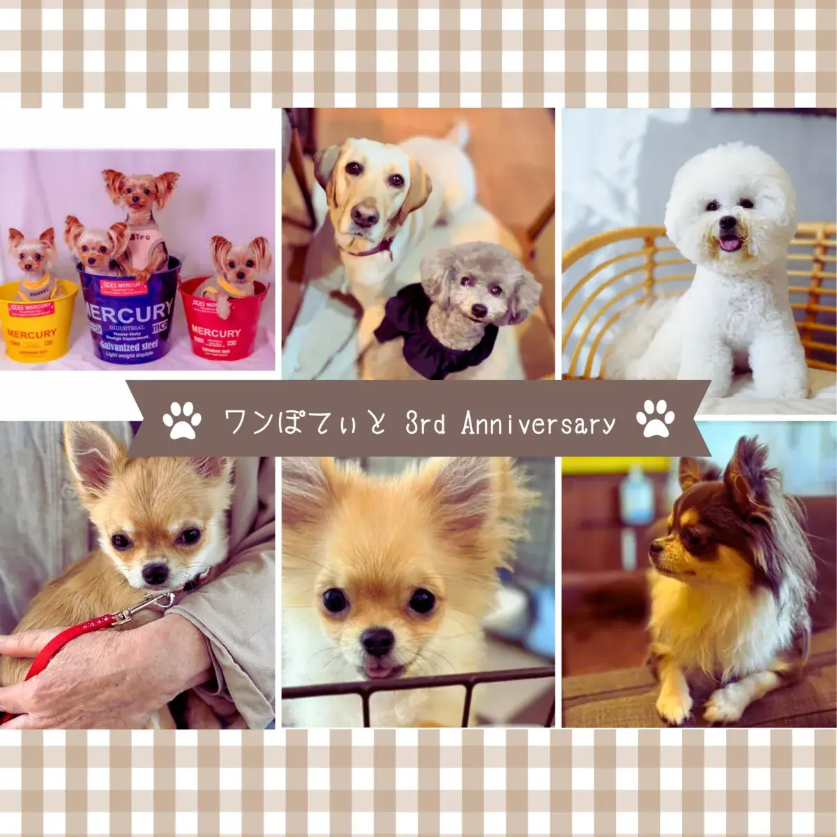 イベントに参加した6匹の犬たちの写真コラージュ