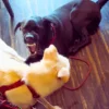 愛知県春日井市のドッグカフェ「ワンぽてぃと」の看板犬、ゴールデンレトリバーのオリバーとラブラドールレトリバーのスパイクが、おもちゃを巡って真剣にワンプロをしているアイキャッチ画像