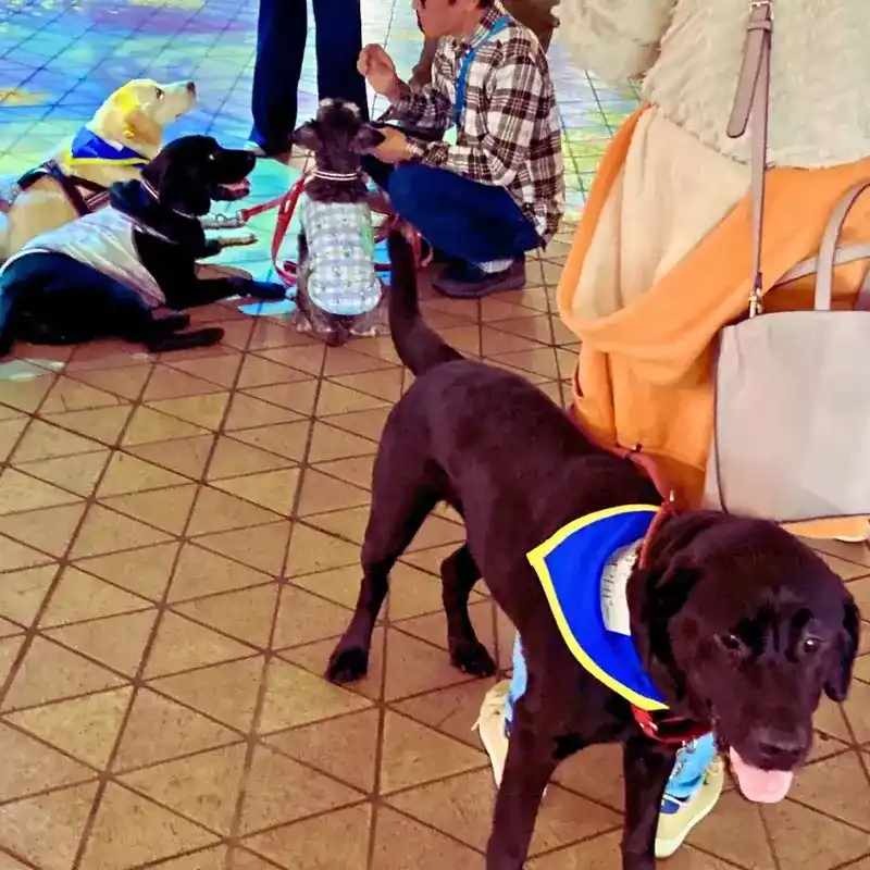 介助犬フェスタの会場で、他の犬たちや飼い主さんと一緒に過ごす「ワンぽてぃと」の看板犬オリバー