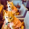 愛知県春日井市のカフェレストラン「ワンぽてぃと」の椅子に座る、お揃いのピンクのフリル服を着た二匹の柴犬