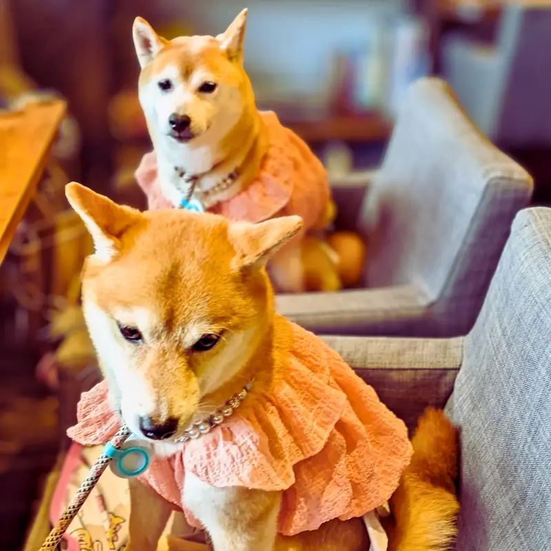 春日井市にあるワンぽてぃとでお揃いのフリル服を着てシンクロする二匹の可愛い柴犬姉妹