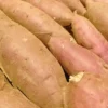 カゴの中に並べられた、土が少しついた新鮮な蜜いも（さつまいも）のクローズアップ