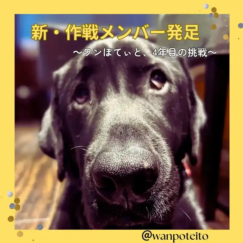 ワンぽてぃとの看板犬である黒い犬のアップ。つぶらな瞳でこちらを見つめている。