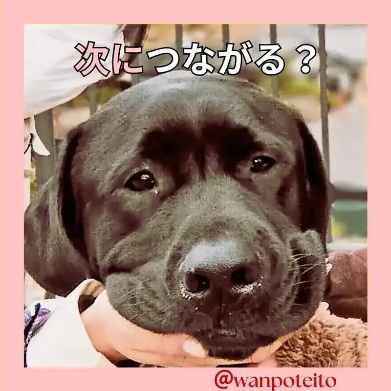 看板犬オリバーも、私たちの挑戦を静かに見守ってくれています。