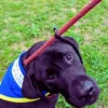 青と黄色のバンダナを巻いた黒いラブラドール犬のオリバーが、芝生の上で見上げている様子のアップ写真