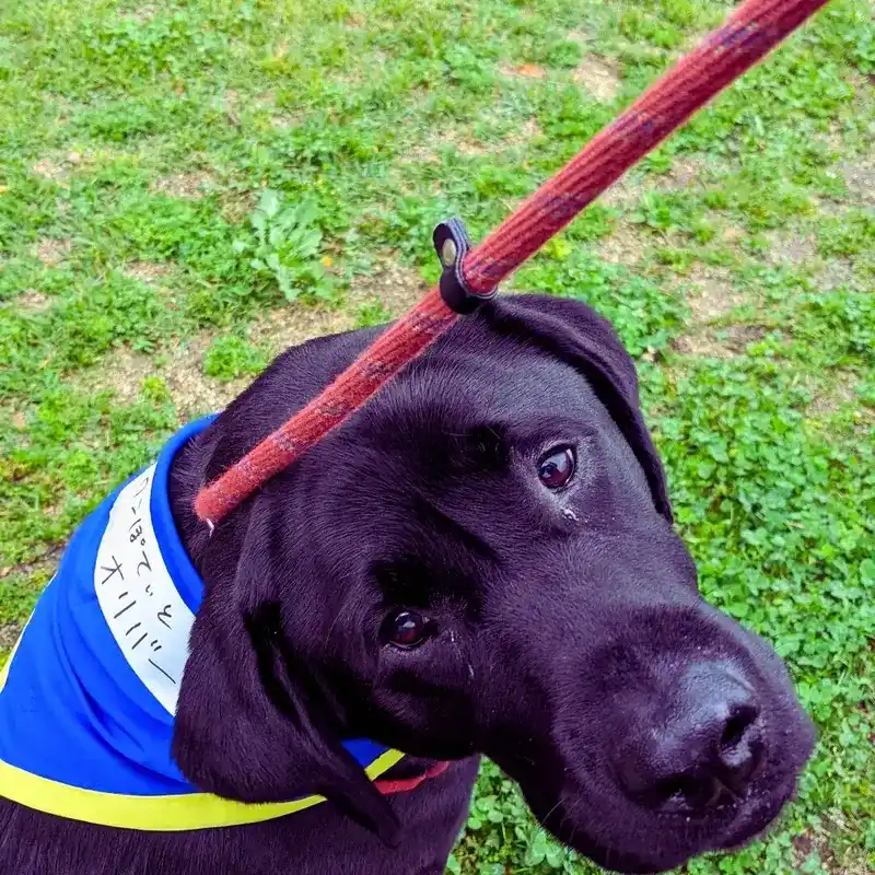 青と黄色のバンダナを巻いた黒いラブラドール犬のオリバーが、芝生の上で見上げている様子のアップ写真