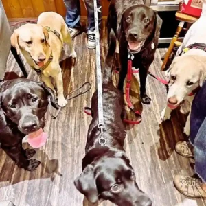 春日井市のドッグカフェ「ワンぽてぃと」で開催された第1回わちゃわちゃの会に集まり、楽しそうに交流するラブラドールレトリバーたち。