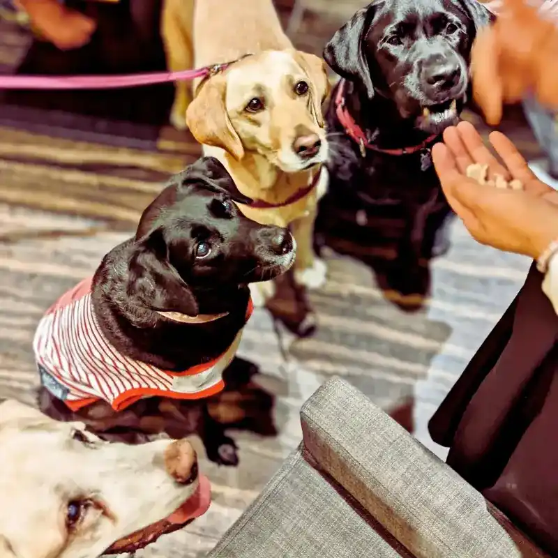 ハロウィンイベント「わちゃわちゃの会」で、飼い主さんの手にあるおやつを夢中で見つめる4匹の犬。1匹は赤と白のボーダー服を着ている。