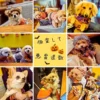 ワンぽてぃとのハロウィンイベントで、可愛い仮装をした犬たちのコラージュ写真。「仮装して 悪霊退散」の文字入り。