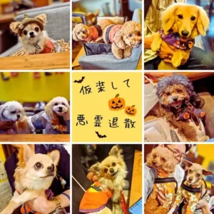 ワンぽてぃとのハロウィンイベントで、可愛い仮装をした犬たちのコラージュ写真。「仮装して 悪霊退散」の文字入り。