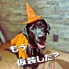 オレンジ色のとんがり帽子とマントでハロウィンの仮装をし、楽しそうに舌を出している黒い犬（ワンぽてぃとの看板犬オリバー）