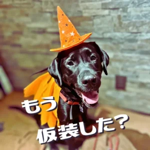 オレンジ色のとんがり帽子とマントでハロウィンの仮装をし、楽しそうに舌を出している黒い犬（ワンぽてぃとの看板犬オリバー）