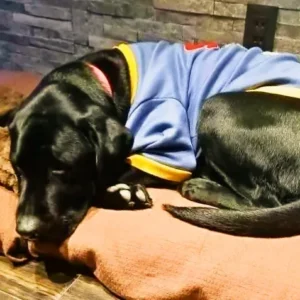 春日井市のドッグカフェ「ワンぽてぃと」の看板犬オリバー（黒ラブラドール）が、お客様手作りの新しい座布団で気持ちよさそうに眠っている様子。