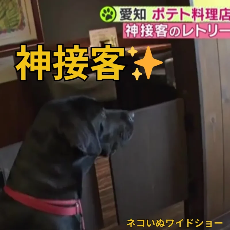 看板犬オリバーがBS朝日「ネコいぬワイドショー」に出演。介助犬の認知度向上という夢が叶った、オーナーとオリバーの感動の瞬間。