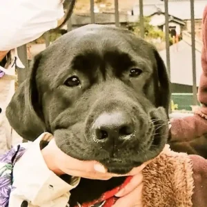 愛知県犬山市の城下町を散策する黒いラブラドール（ワンぽてぃと看板犬オリバー）