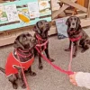 春日井市のカフェ「ワンぽてぃと」の看板犬オリバーと、遊びに来たラブラドールの母親・兄弟犬たち。見た目がそっくりな仲良し家族の集合写真。
