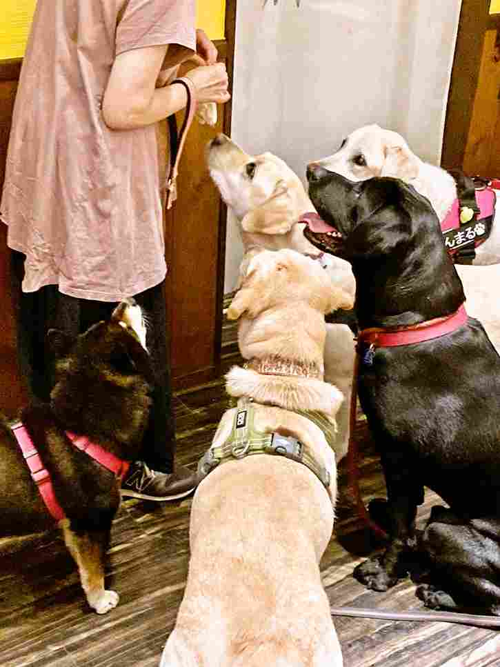 春日井市のドッグカフェ「ワンぽてぃと」の店内にて。ゴールデンレトリバーなどの大型犬たちと看板犬オリバーが仲良く集合している様子。冷暖房完備で快適な空間。