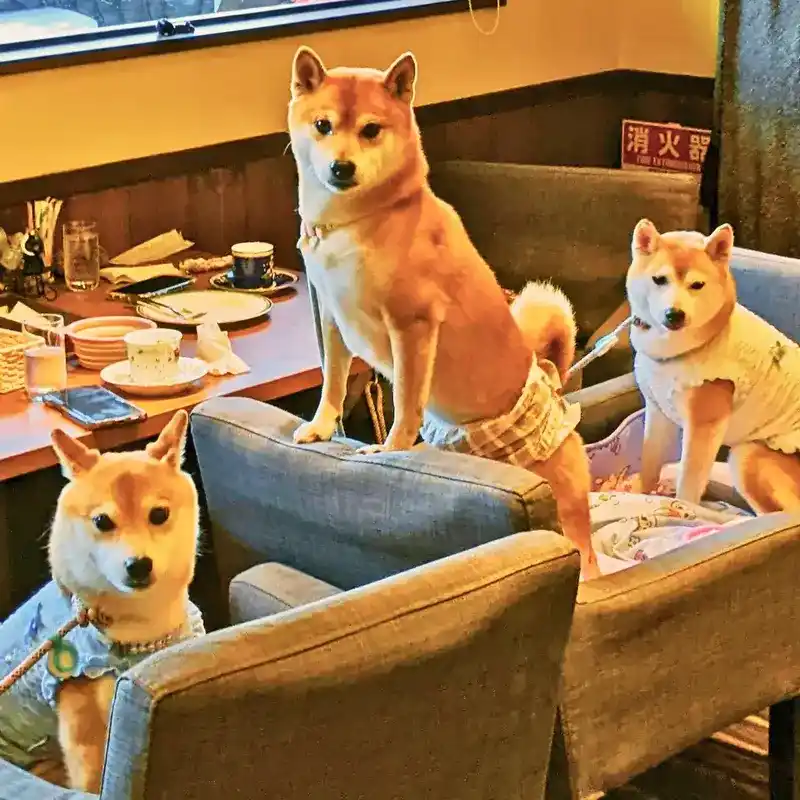 春日井市のドッグカフェ・ワンぽてぃとで3匹並んでシンクロする柴犬たち