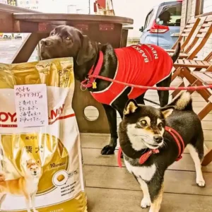 春日井市ワンぽてぃとの「街かど冷蔵庫」で受け付けているペット用品（ドッグフード・古着・おやつ）の寄付コーナーの様子