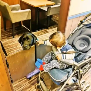 春日井市のドッグカフェ「ワンぽてぃと」で、黒ラブの看板犬オリバーを怖がらずに優しく撫でる小さなお客様の様子