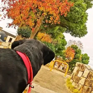 春日井市の公園でポスティング中に道を先導する看板犬オリバー（黒ラブ）の頼もしい後ろ姿