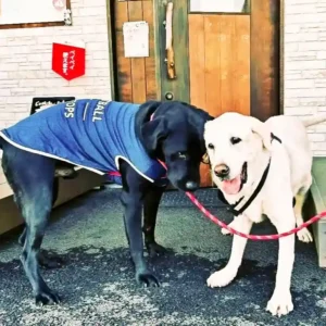 看板犬のオリバーと、お散歩で出会って意気投合したお友達のらん丸君のツーショット