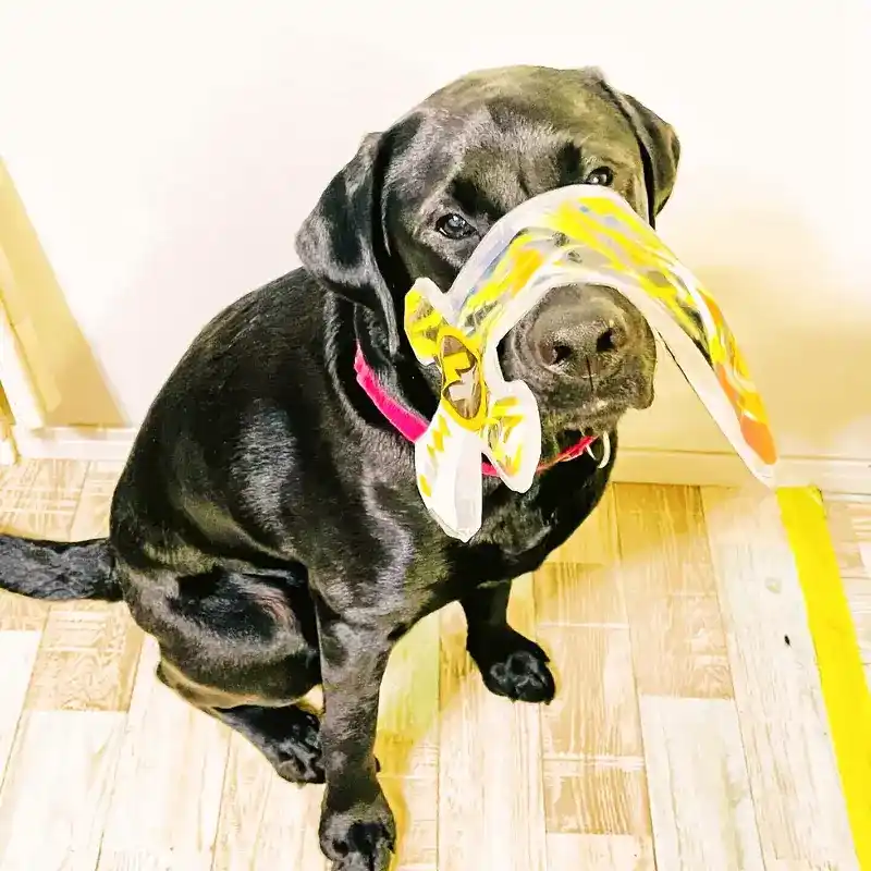 おもちゃの剣を破壊してしまい、神妙な顔つきで話を聞いている看板犬オリバー