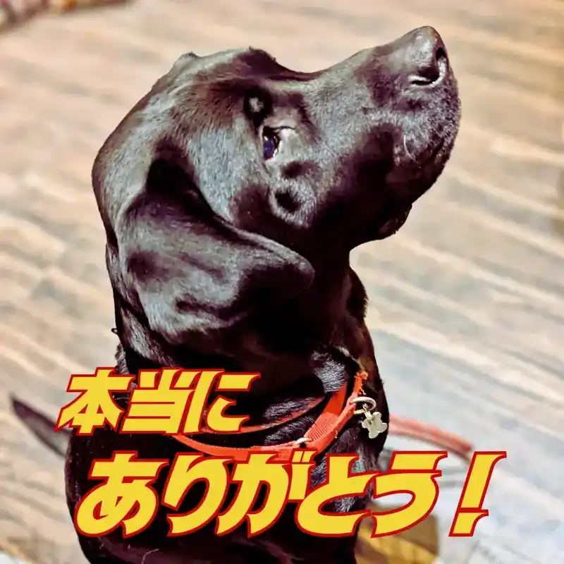 上を見上げているオリバー(黒いラブラドールレトリバー)の横顔。「本当にありがとう!」という赤色の大きな文字。