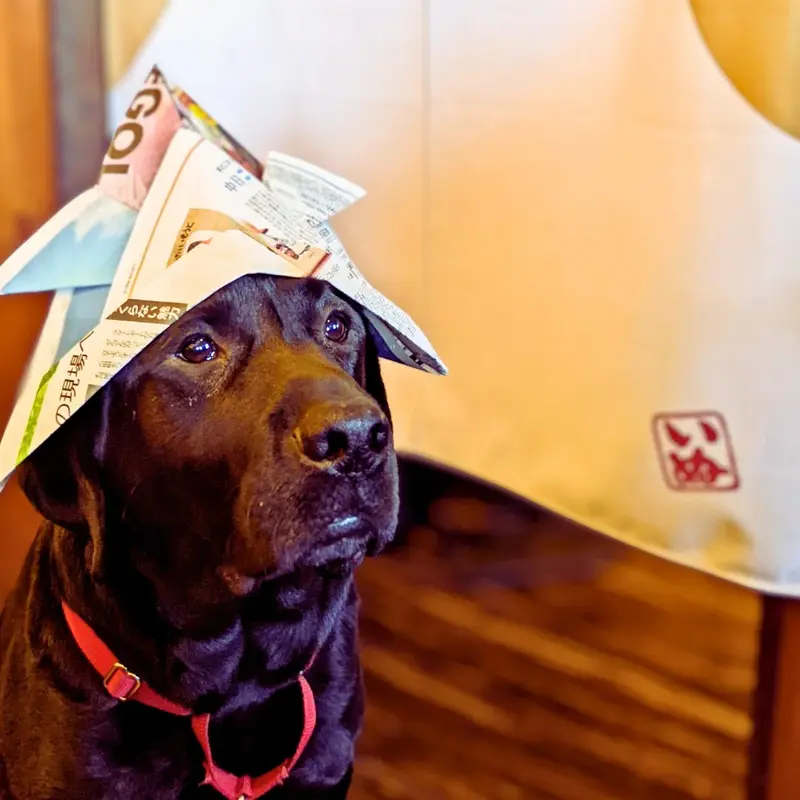 新聞紙で作った兜を被り、つぶらな瞳でこちらを見上げる黒いラブラドールレトリバーのオリバー。「本当の勇者とは？」という文字入り。