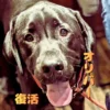 舌を出して笑う黒のラブラドールレトリバーのオリバー。画像には「復活」と「オリバー」の文字。