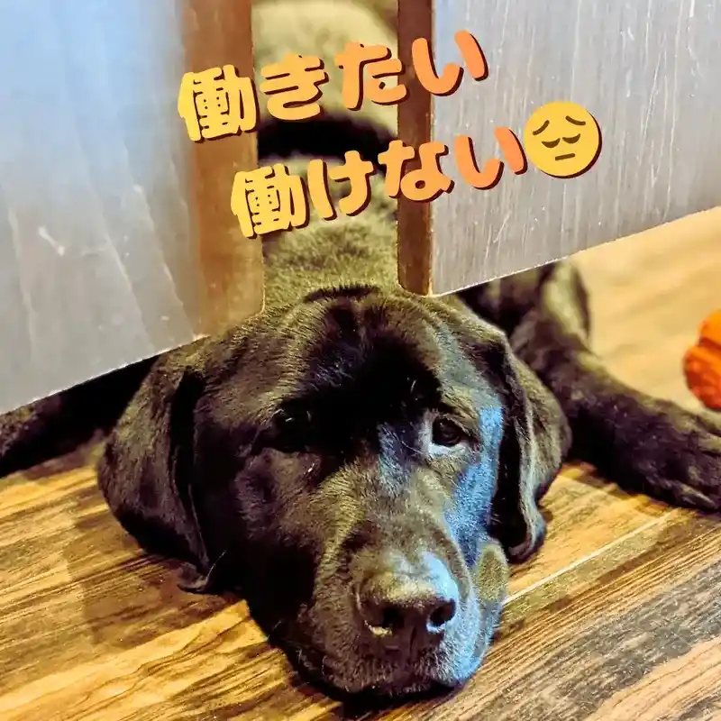 床に顎を乗せて寝そべる黒ラブの看板犬オリバー。「働きたい 働けない」という悩みと困り顔の絵文字。