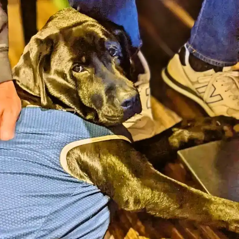 春日井市のカフェ「ワンぽてぃと」でお客様の足元でくつろぐ看板犬のオリバー（黒のラブラドール）