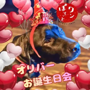 パーティーハットを被った黒いラブラドールレトリバーのオリバー君と、ハートの風船が散りばめられたお誕生日会の告知画像