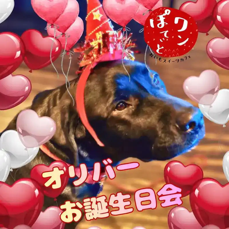 パーティーハットを被った黒いラブラドールレトリバーのオリバー君と、ハートの風船が散りばめられたお誕生日会の告知画像