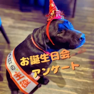 誕生日ハットを被り「本日の主役」のタスキをかけた黒ラブのオリバー。お誕生日会アンケートの文字入り。