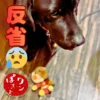 鼻の取れたアンパンマンの横で反省している黒ラブの看板犬オリバー（春日井市のカフェレストラン・ワンぽてぃと）