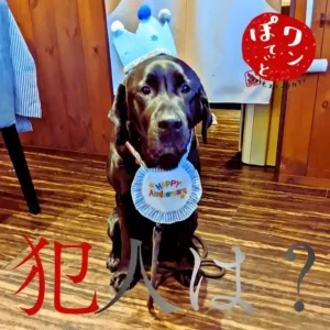 「犯人は？」という文字を背景に、青い王冠とHappy Anniversaryのスタイを身につけた黒いラブラドール・レトリバーが座っている様子