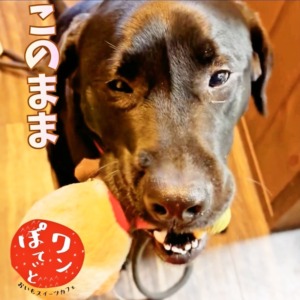 アンパンマンのぬいぐるみをしっかり口にくわえてこちらを見つめる、ワンぽてぃとの看板犬オリバー（黒色の大型犬）。