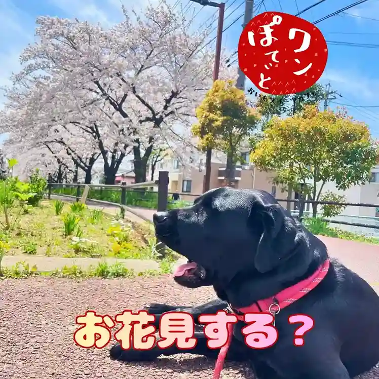 春日井市のカフェ「ワンぽてぃと」看板犬オリバーとお花見 満開の桜の下でくつろぐ愛知県春日井市のカフェ「ワンぽてぃと」の看板犬、黒ラブのオリバーと「お花見する?」の文字