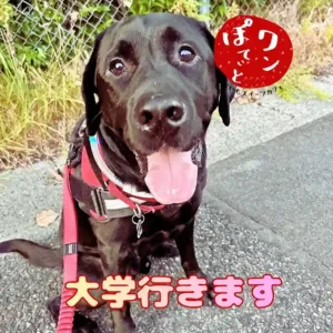 「大学行きます」というテキストと、笑顔を見せるワンぽてぃとの看板犬、黒ラブのオリバーくん