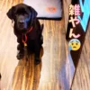 室内でお座りをしてカメラをじっと見つめる黒色のラブラドールレトリバー。画像右側には「雑やん」という文字と困り顔の絵文字のテロップが入っている。