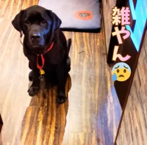 室内でお座りをしてカメラをじっと見つめる黒色のラブラドールレトリバー。画像右側には「雑やん」という文字と困り顔の絵文字のテロップが入っている。