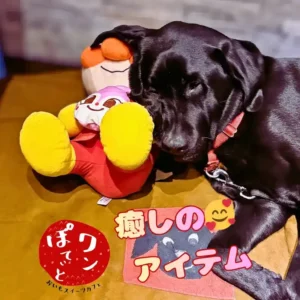 ぬいぐるみと一緒に幸せそうに眠る黒ラブの看板犬オリバー