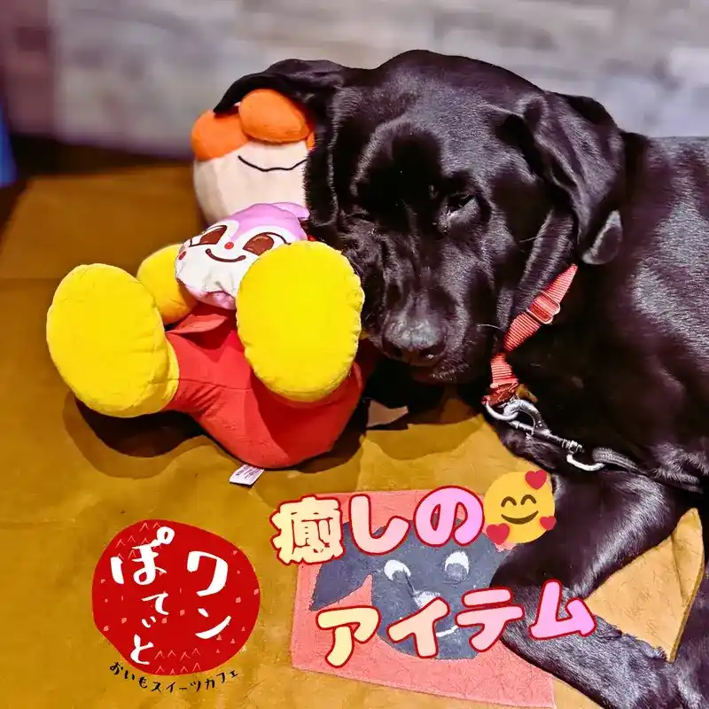 ぬいぐるみと一緒に幸せそうに眠る黒ラブの看板犬オリバー