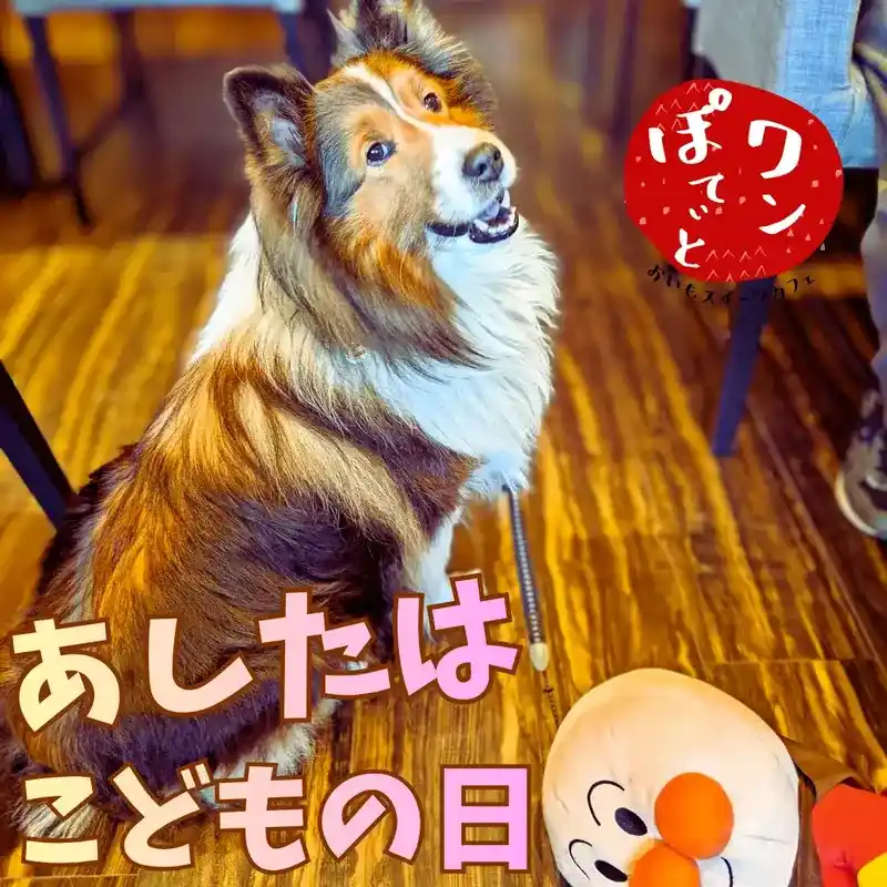 あしたはこどもの日という文字が入った、アンパンマンのぬいぐるみと並ぶ可愛いシェルティ