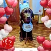 水色の王冠と「Happy Anniversary」のスタイを身につけた黒ラブラドールのオリバー。背景にはハートの装飾と「ワンぽてぃと」のロゴが入った、お誕生日会の写真。