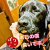 目をつむる黒ラブのオリバーくんと「本日の僕 臭いです」の文字、ワンぽてぃとのロゴ