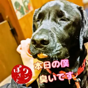 目をつむる黒ラブのオリバーくんと「本日の僕 臭いです」の文字、ワンぽてぃとのロゴ