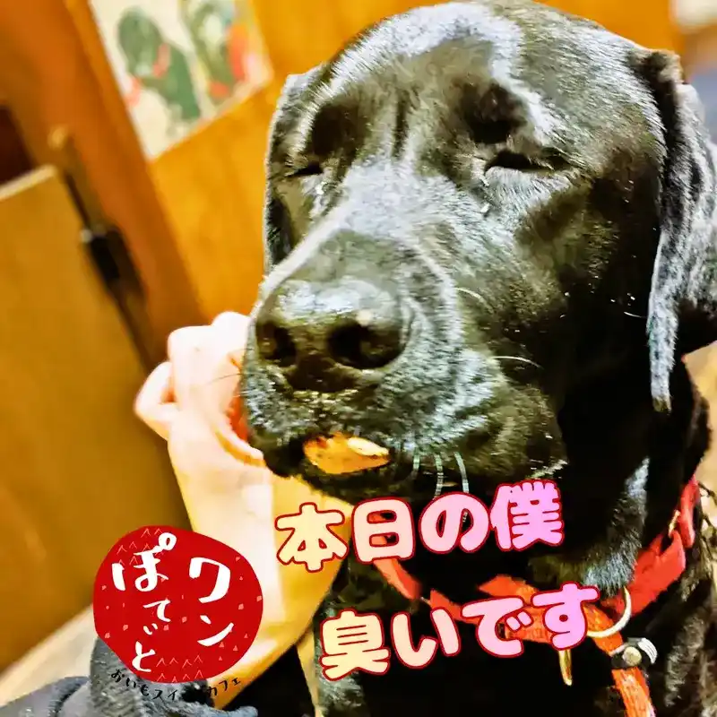 目をつむる黒ラブのオリバーくんと「本日の僕 臭いです」の文字、ワンぽてぃとのロゴ